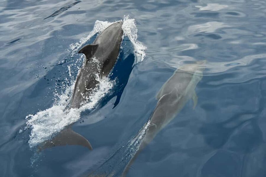 Pula: Brijuni National Park Sunset Cruise with Open Bar - Practical points before you book