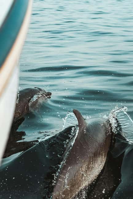 Pula: Brijuni National Park Sunset Cruise with Open Bar - Who will enjoy this Pula boat trip most
