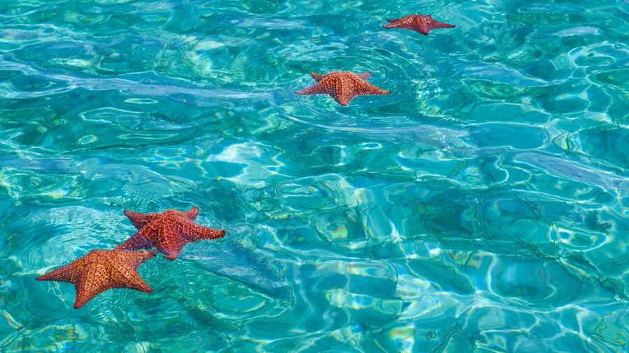 Punta Cana: Saona Island Catamaran Tour with Food & Open Bar - Four Hours on Saona Island, Or Less in Practice