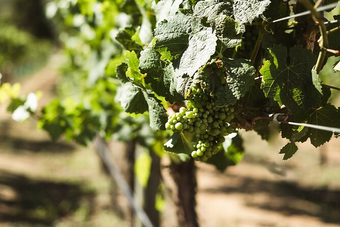 Queenstown: Afternoon Wine & Beer Tour with Platters - Timing, age rules, and what to bring