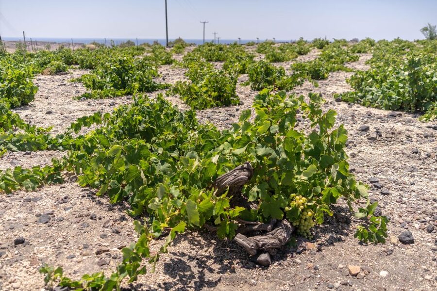 Santorini: Three Wineries and One Brewery Tour with Tastings - Guides make the difference