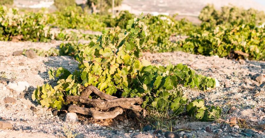 Santorini: Three Wineries and One Brewery Tour with Tastings - Estate Argyros and the working side of wine