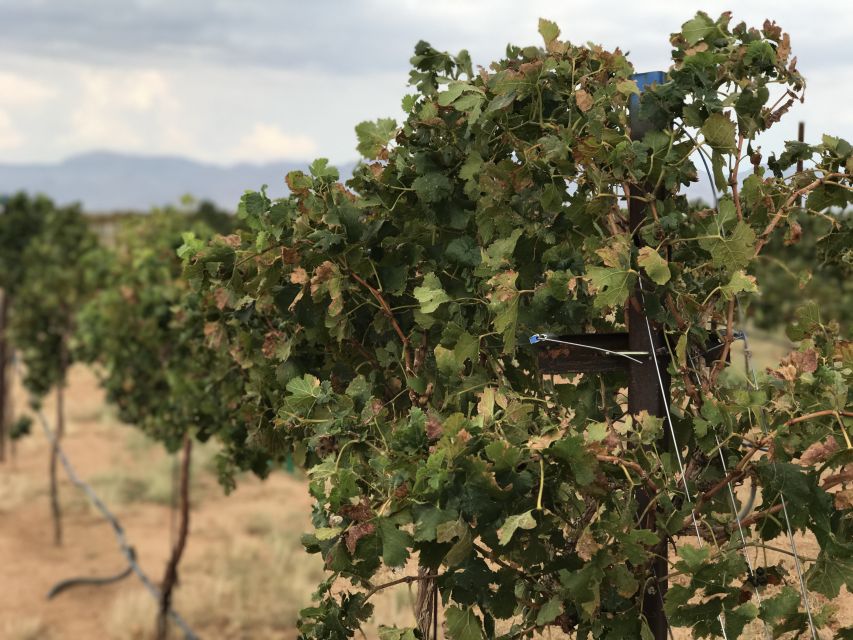 Scenic Desert Wine, Distillery Tastings/Brewery/RT66 & Lunch - Who should book this Arizona day trip