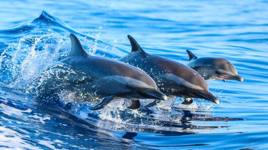Side: Dolphin Island Boat Trip with Lunch & Unlimited Drinks - Key points to know before booking
