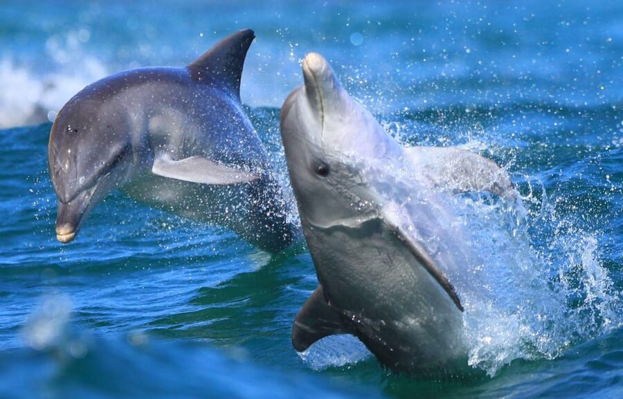 Side: Dolphin Island Boat Trip with Lunch & Unlimited Drinks - Foam party, music, and the return cruise