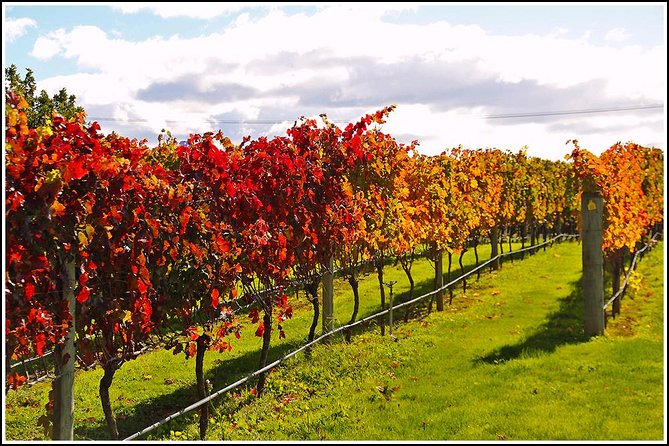 Small group - Napier Premium Wineries+ Beer tour -5.0 - 5.5 hours - Why this Napier wine tour works well