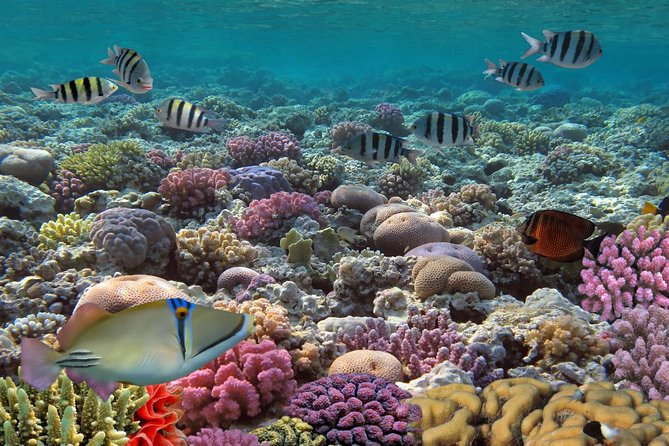 Snorkeling Adventure at Isla Mujeres Includes Lunch and Open Bar - Sailing across the Caribbean Sea