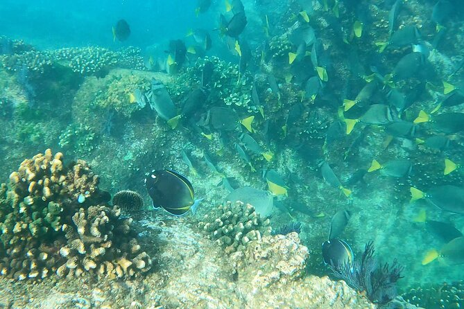 Snorkeling On Chilean Beach Transportation And Drinks Included - Why Chileno Beach works for an easy snorkeling morning