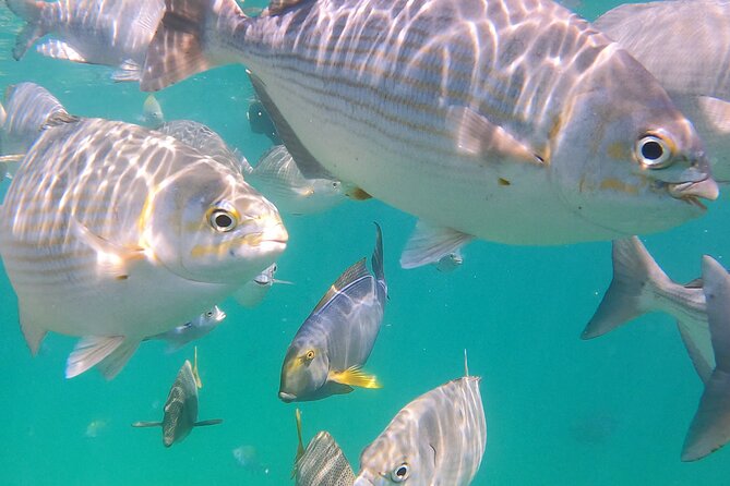 Snorkeling On Chilean Beach Transportation And Drinks Included - The beach break is part of the value