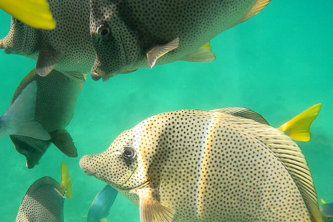 Snorkeling On Chilean Beach Transportation And Drinks Included - Is $90 a fair price?