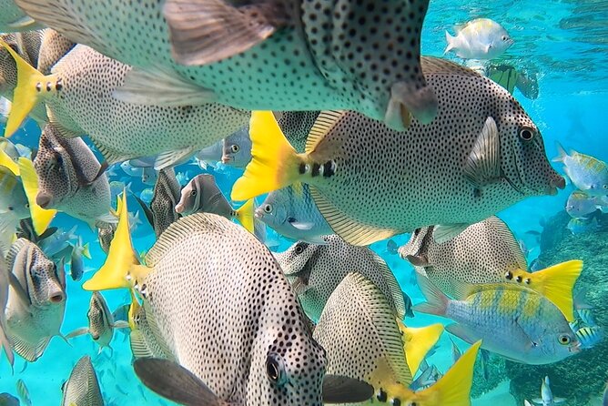Snorkeling On Chilean Beach Transportation And Drinks Included - Who will enjoy this experience most?
