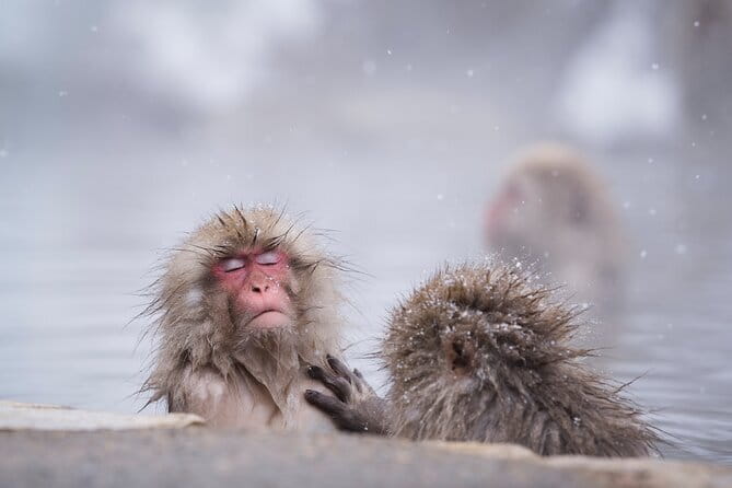 Snow Monkeys, Hokusai & Sake: A Perfect Day in Nagano - Starting at Nagano Station with a small group