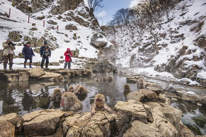 Snow Monkeys, Hokusai & Sake: A Perfect Day in Nagano - Who will enjoy this day most?