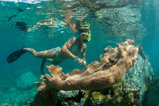 St. John Full-Day Lime Out Snorkel Taco Lunch & Open Bar - Westin - The crew makes the difference