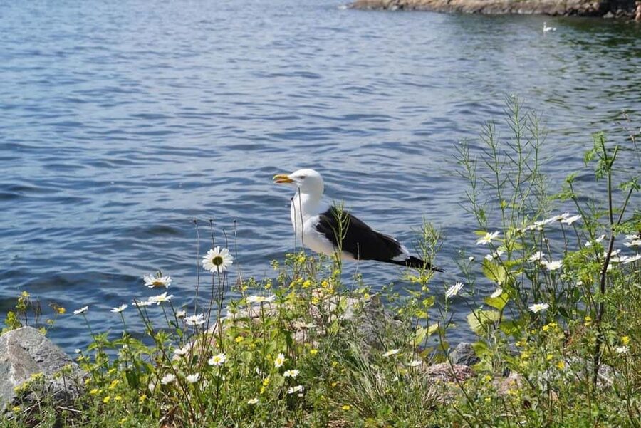 Stockholm Archipelago Guided Island Cruise With Craft Beer - Practical tips for a better two hours