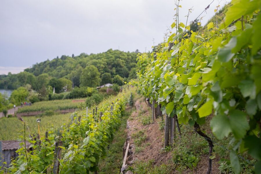 Stuttgart: Hiking Tour with Craft Beer Tasting - Who will enjoy this beer hike most?