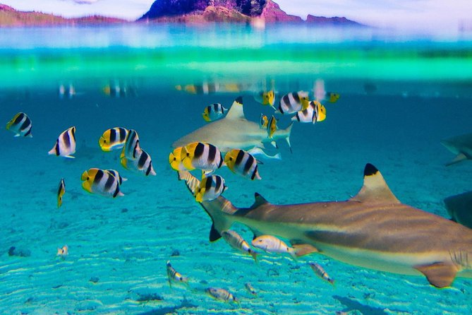 Toa Boat Bora Bora Private Lagoon Tour On Entertainer Bar Boat - Is $575 Per Person a Fair Price?