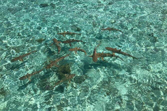Toa Boat Bora Bora Private Lagoon tour with Lunch on Entertainer Bar Boat - A barbecue lunch served in the heart of the lagoon