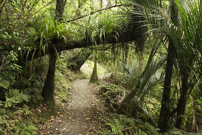 Ultimate Auckland Experience Full Day Tour with Brewery Lunch - Why this Auckland day works