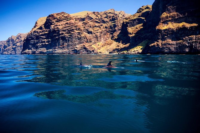 Watching and Listening Whales visiting Los Gigantes&Masca. Food&drinks included - Setting out from Puerto Colón at 10:30
