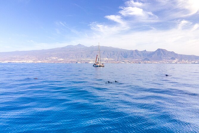 Watching and Listening Whales visiting Los Gigantes&Masca. Food&drinks included - Whale and dolphin watching off Tenerife