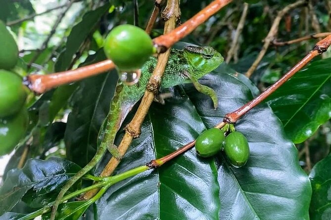 Waterfall, coffee tour & hot springs - lunch and drinks included - Final verdict: a strong value day with one clear warning
