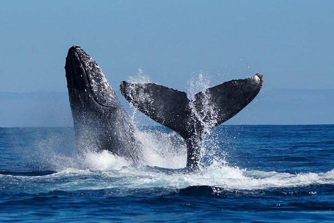 Whale Watching on 2 Level Big Boat with Breakfast and Drinks INCLUDED - Cabo whale watching from a roomy two-level boat