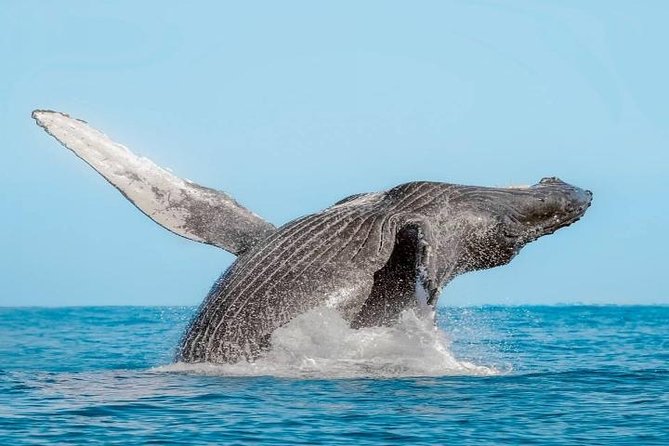 Whale Watching on 2 Level Big Boat with Breakfast and Drinks INCLUDED - What the return ride adds