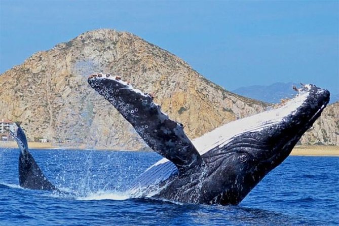 Whale Watching on 2 Level Big Boat with Breakfast and Drinks INCLUDED - Who will enjoy this Cabo cruise most