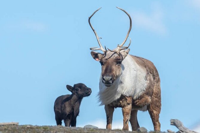 Wildlife Center with Lunch and Local Beer Sampling - Lunch and tastings at Girdwood Brewing Company