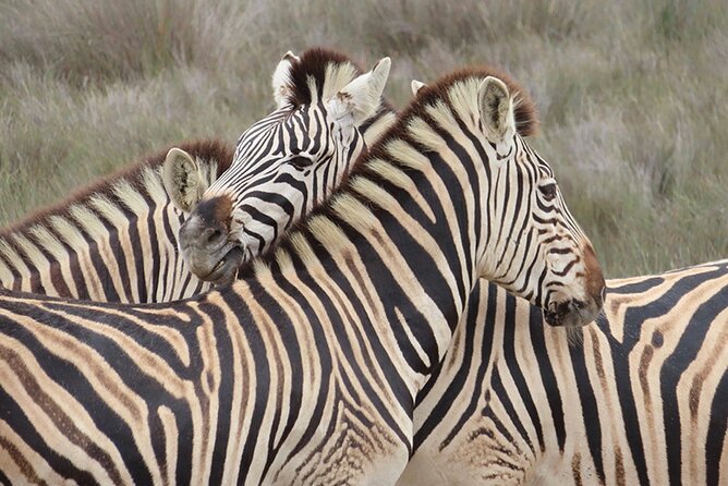 Wildlife Safari, Olive, Beer/Wine Tasting Day Tour from Cape Town - The early drive from Cape Town to the West Coast