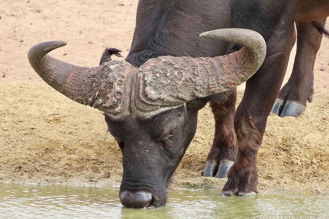 Wildlife Safari, Olive, Beer/Wine Tasting Day Tour from Cape Town - Buffelsfontein: three hours on a private game reserve