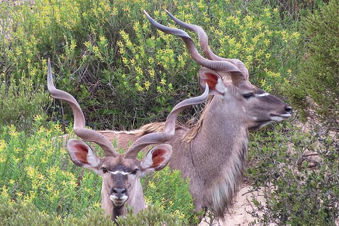 Wildlife Safari, Olive, Beer/Wine Tasting Day Tour from Cape Town - The guide and the small-group experience