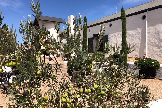 Wildlife Safari, Olive, Beer/Wine Tasting Day Tour from Cape Town - Darling Olives and the surprise of olive tasting