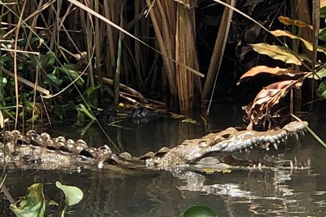 YS Falls, Black River Safari, Appleton Rum Tour OR Pelican Bar (Choose Up to 3) - Five things to know before booking